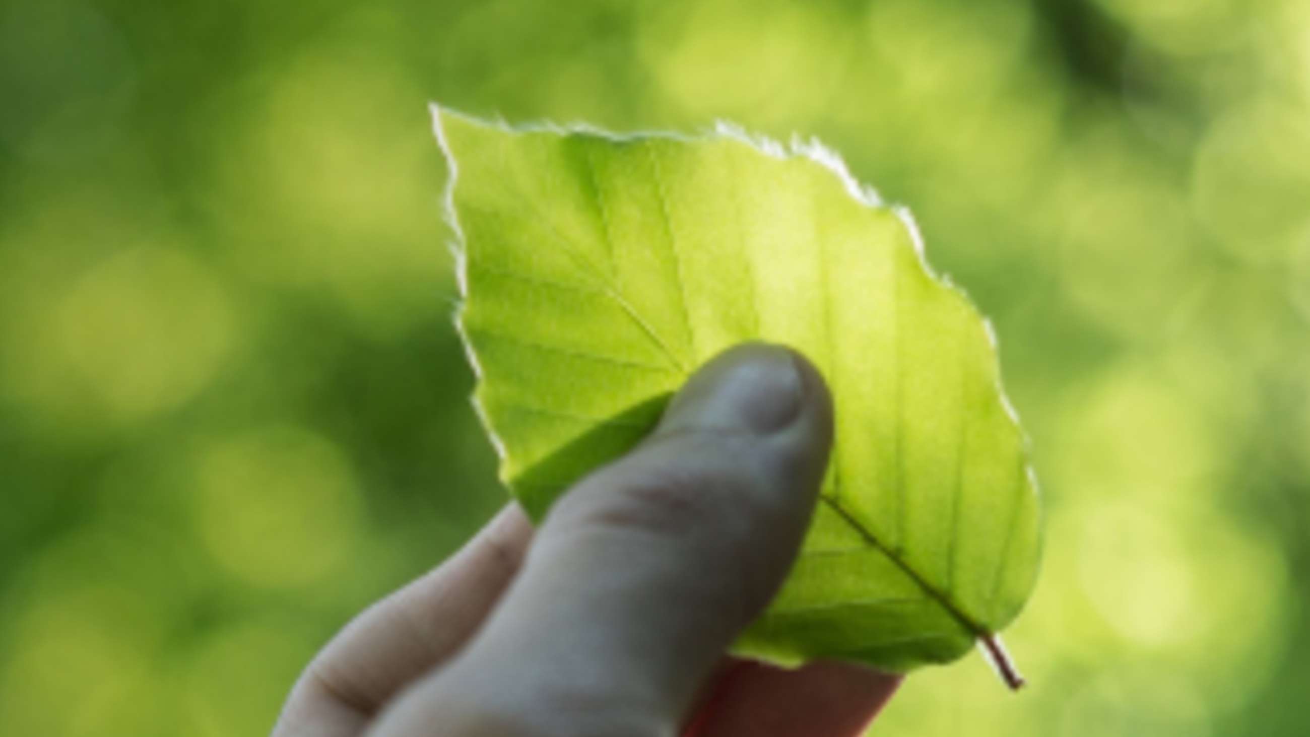 En hånd holder et grønt blad mod en grøn baggrund