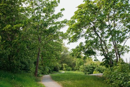 En grøn park